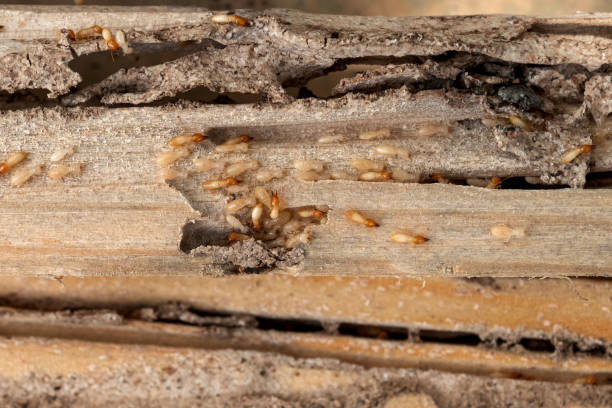 Best Bird Control  in Oxnard, CA